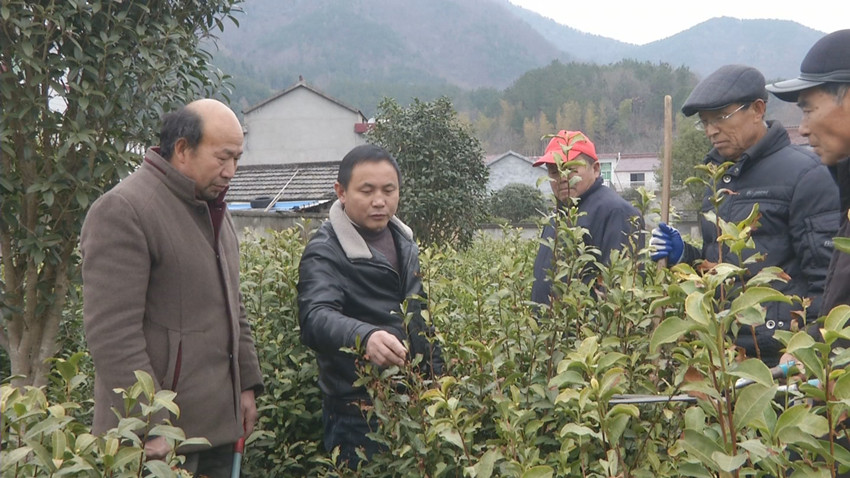 圖為農(nóng)技人員為茶農(nóng)進行修剪指導(dǎo).jpg