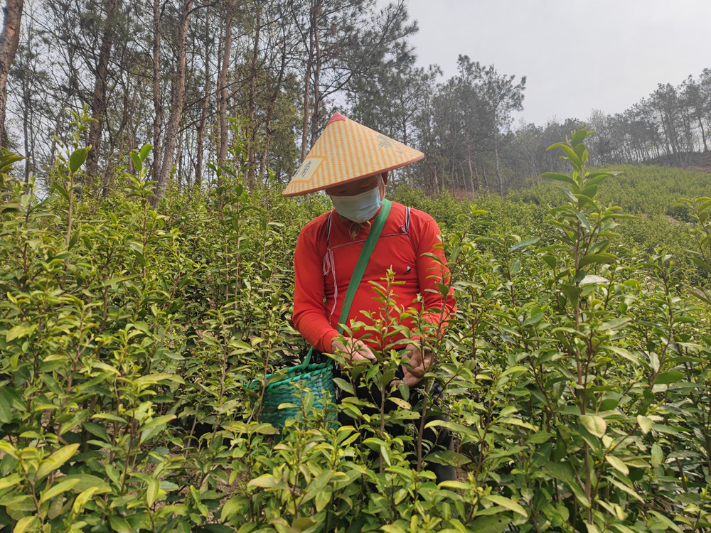 春暖茶飄香 茶農(nóng)采茶忙.jpg