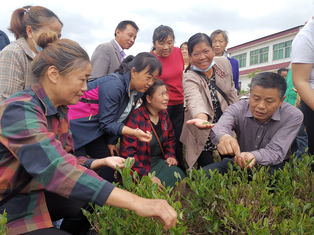 圖為專家對學(xué)員進行茶葉采摘手把手指導(dǎo)<div   id=