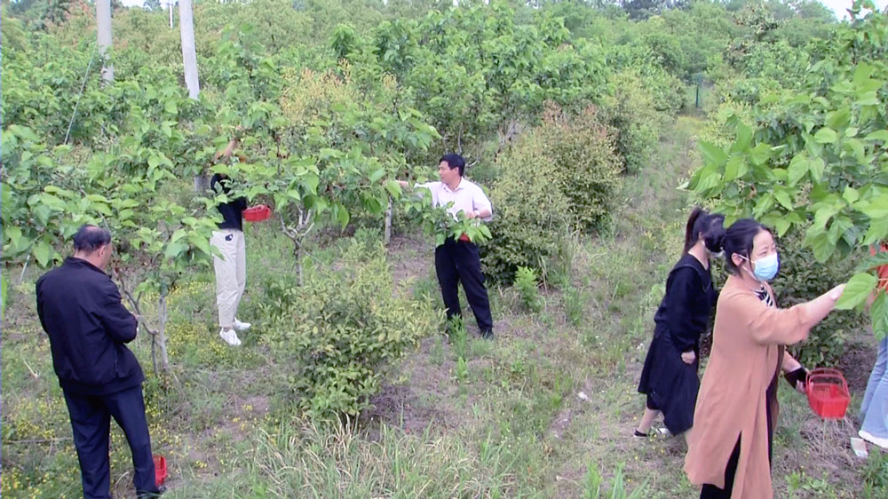 圖為游客正在呂亭鎮(zhèn)桑葚園里采摘桑葚（資料圖）.jpg