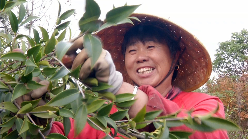 圖為正在采摘油茶的呂亭鎮(zhèn)連山村村民.jpg