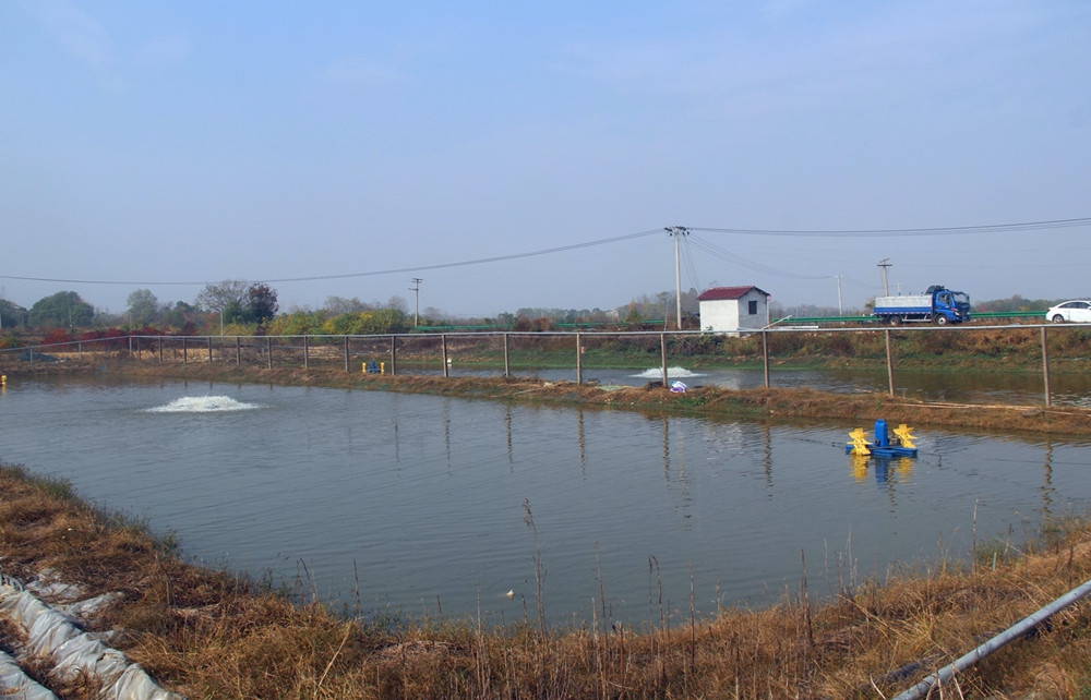 鱖魚、鱸魚養(yǎng)殖基地 一瞥.JPG