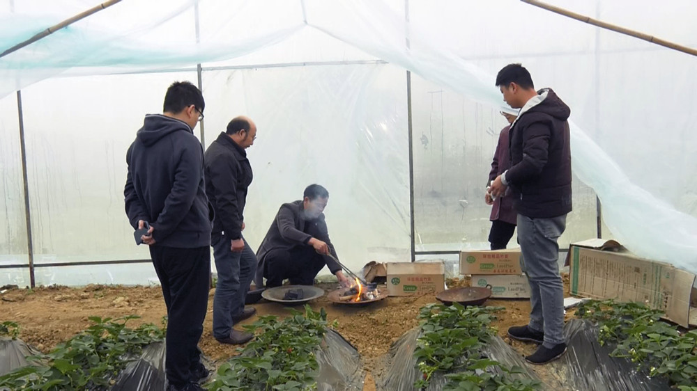 圖為種植戶正在農(nóng)技人員的指導(dǎo)下為大棚燒炭增溫.jpg