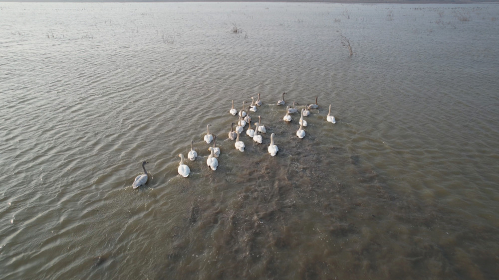 圖為正在嬉子湖國(guó)家濕地公園里嬉戲的天鵝群.jpg