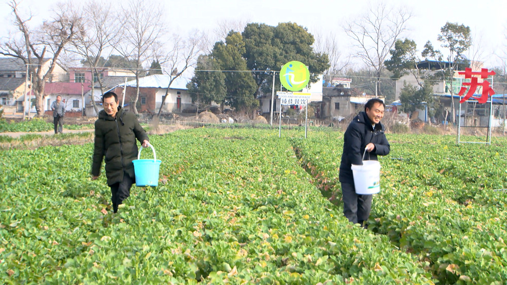 圖為管理員為油菜施肥<div   id=