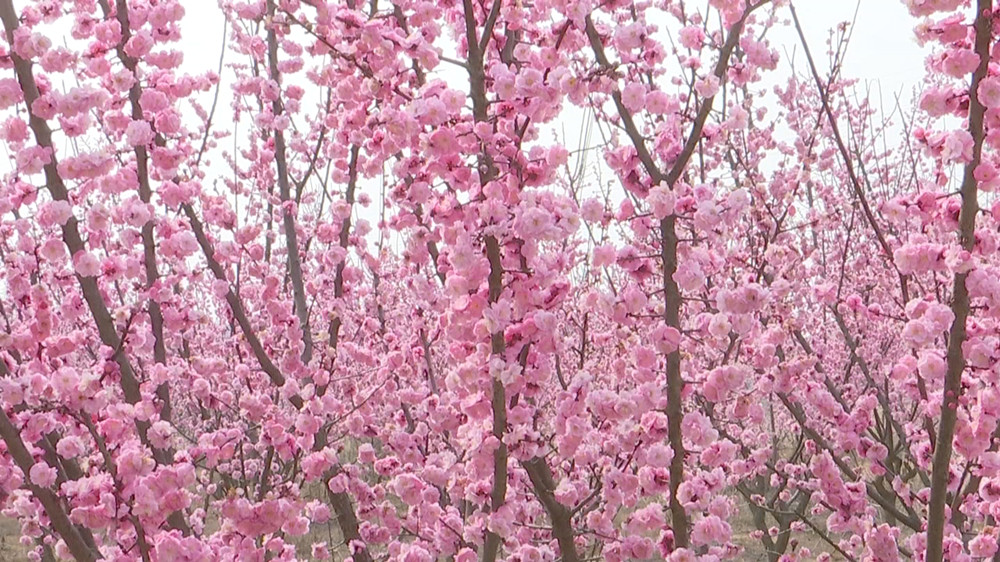 梅花2.jpg