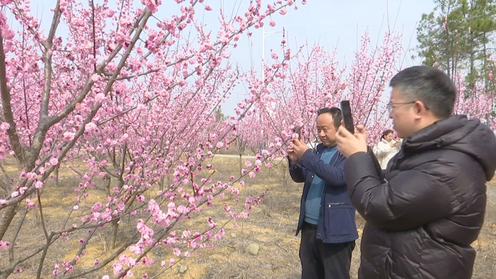 梅花.jpg