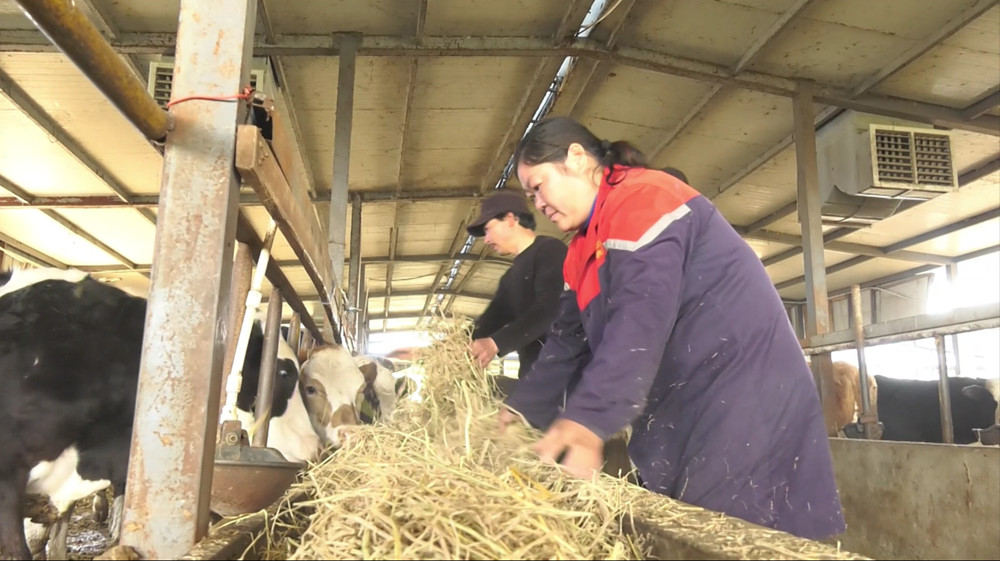 錢(qián)毛生喂牛飼草.jpg