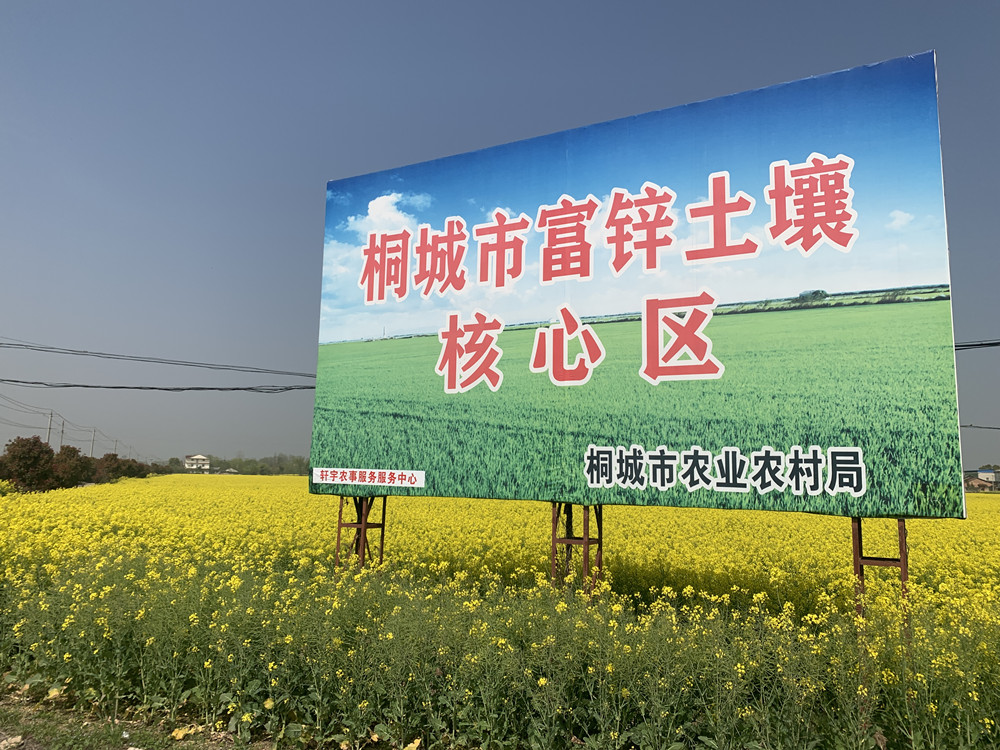 農(nóng)業(yè)農(nóng)村部油菜科技小分隊(duì)來(lái)桐調(diào)研指導(dǎo)油菜生產(chǎn)4.jpg