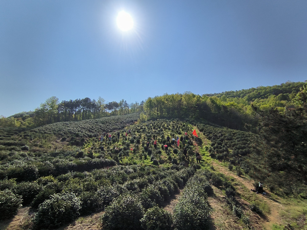 桐城市呂亭鎮(zhèn)：黨旗飄在茶山上，活動開在茶園里1.jpg