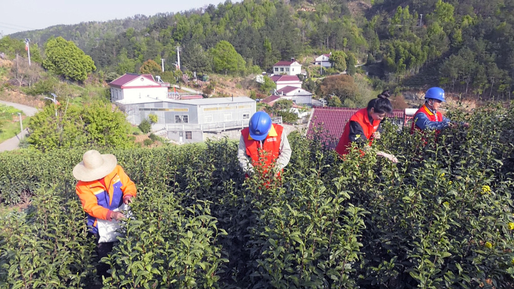 圖為國網桐城市供電公司黨員服務隊正在幫助茶農一起搶收鮮茶 .jpg