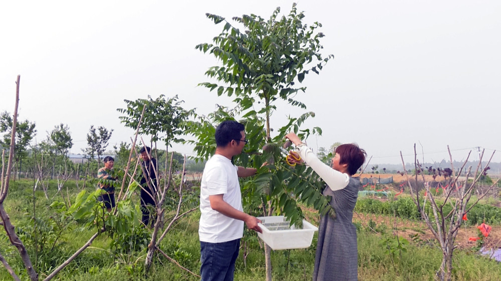 圖為村民們正在采摘香椿樹(shù)芽 .jpg