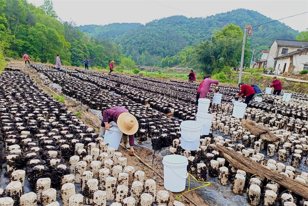 圖為村民正在進(jìn)行木耳采收工作。.jpg