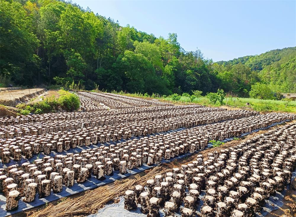 圖為木耳基地。.jpg