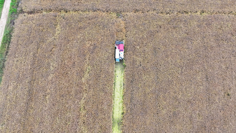 圖為種植戶組織的收割機正在搶收油菜.jpg