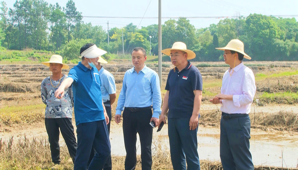 圖為安徽省農(nóng)業(yè)農(nóng)村廳科教處處長(zhǎng)、一級(jí)調(diào)研員韓偉明和當(dāng)?shù)剞r(nóng)業(yè)部門在桐城市金神鎮(zhèn)小麥?zhǔn)苎吞飰K查災(zāi)核災(zāi)，指導(dǎo)抗災(zāi).jpg