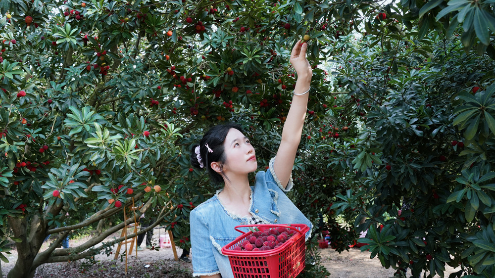 圖為游人正在采摘楊梅。.jpg