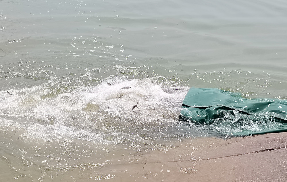 圖為魚(yú)苗活蹦亂跳地游向水中。.jpg