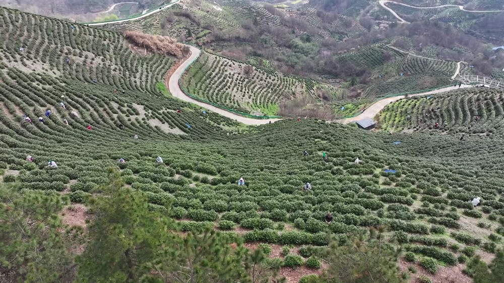 安徽桐城：春暖茶飄香 茶農(nóng)采茶忙（桐城臺[00_02_06][20240326-152356].jpg