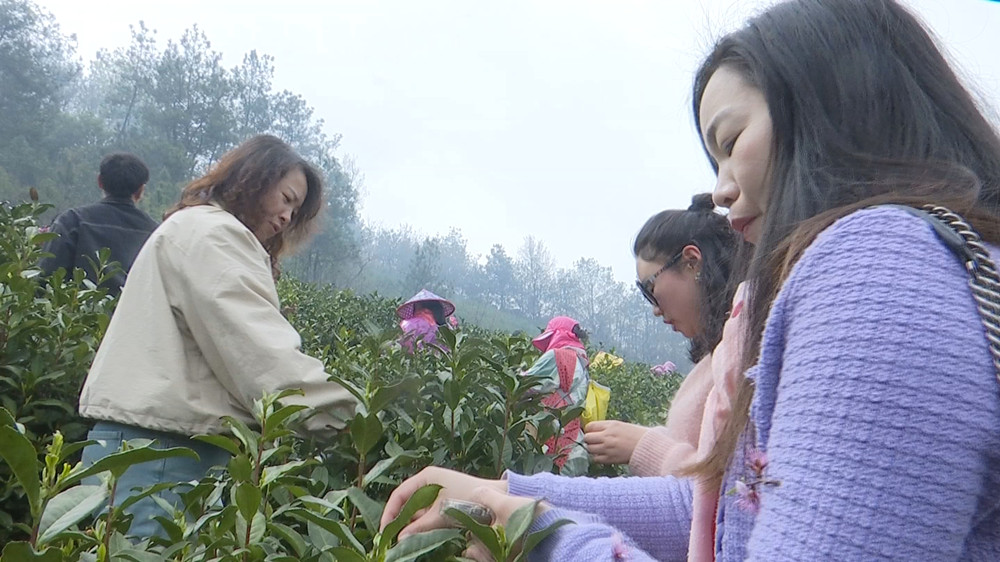油菜.jpg