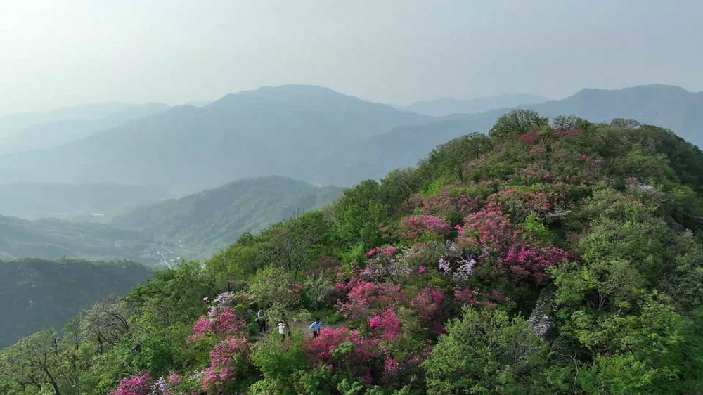 【春游江淮】桐城市唐灣鎮(zhèn)：泛螺杜鵑開(kāi) 最[00_04_20][20240426-123816].jpg