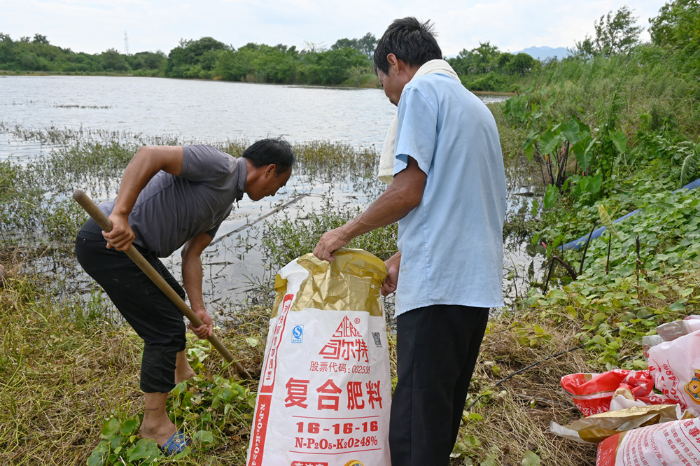 桐城青草鎮(zhèn)_稻蝦種養(yǎng)基地災(zāi)后復(fù)產(chǎn)有序推進 (1).JPG