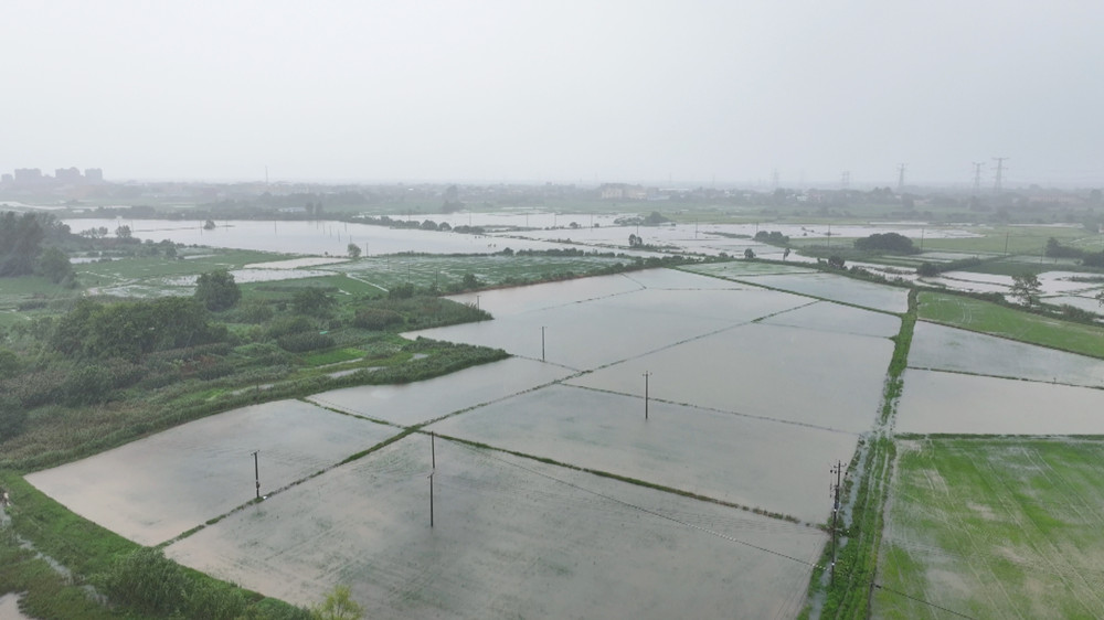 圖為受短時(shí)強(qiáng)降雨影響，雙港鎮(zhèn)部分農(nóng)田被淹。.jpg