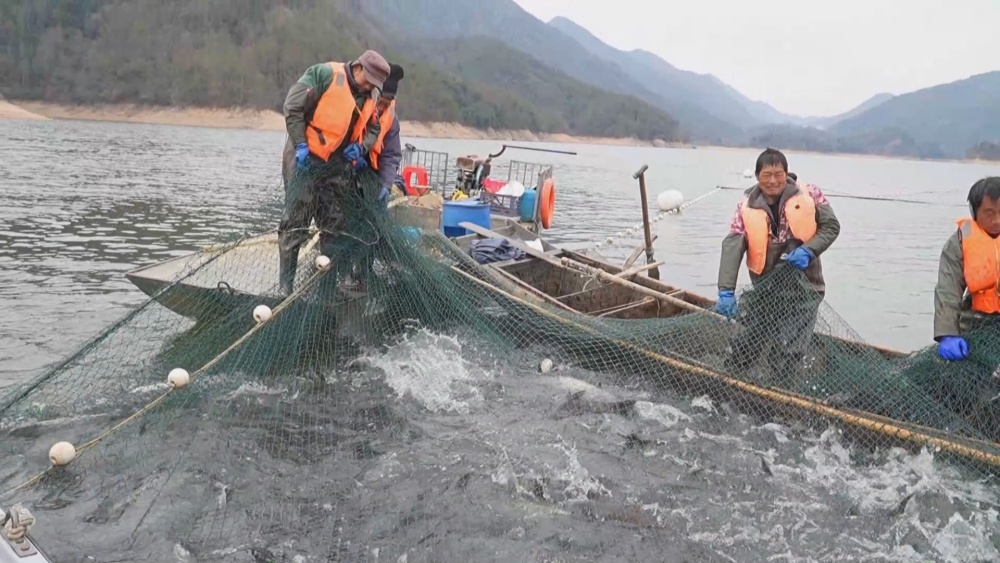 /uploads/image/2025/01/08/543af513c2a167e6ca913b91865336cc.jpg 生態(tài)魚.jpg