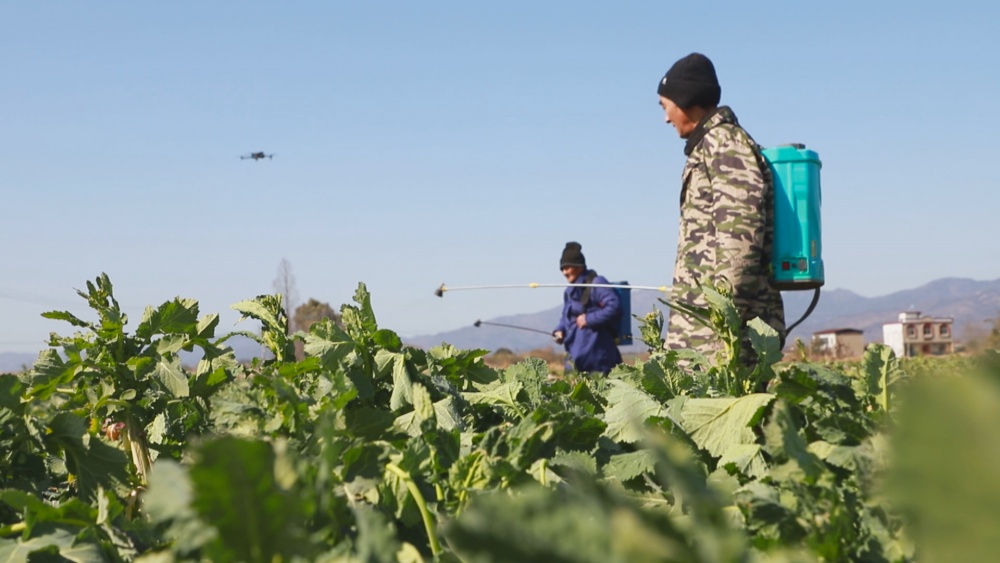 圖為在農(nóng)技人員的指導(dǎo)下，種植大戶正在組織農(nóng)戶給在田油菜積極噴施葉面肥抵御寒潮1.jpg