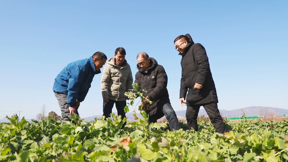 圖為農(nóng)技人員正在田間地頭指導(dǎo)油菜種植大戶應(yīng)對此輪寒潮1.jpg