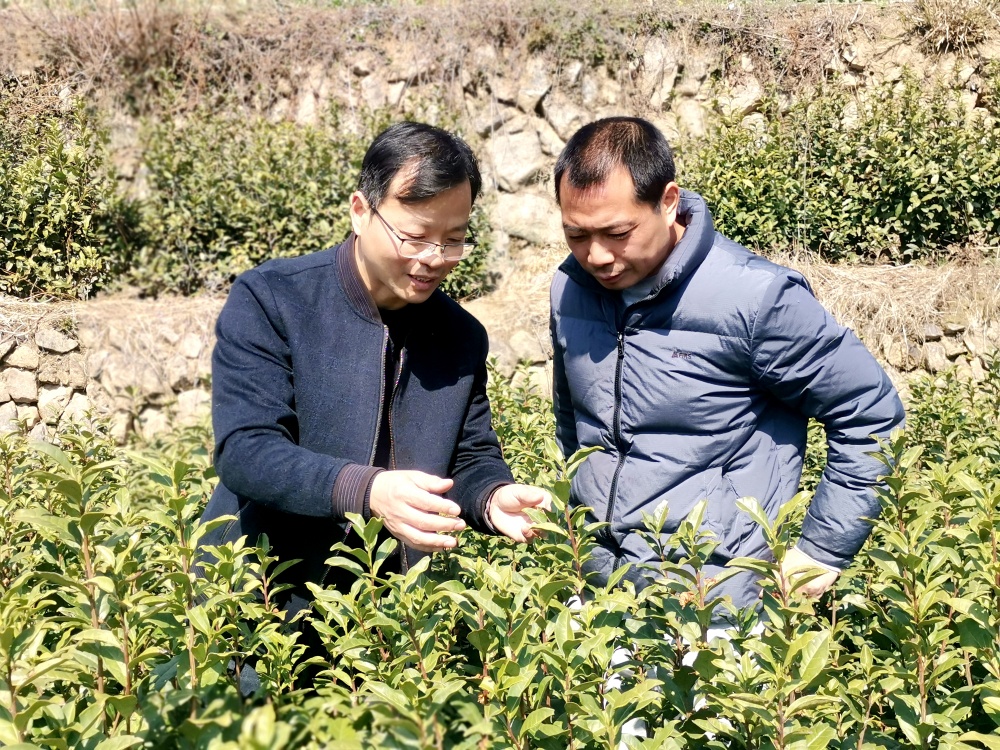 齊汪林在茶園進行技術指導--（戴眼鏡的是齊汪林）2.jpg