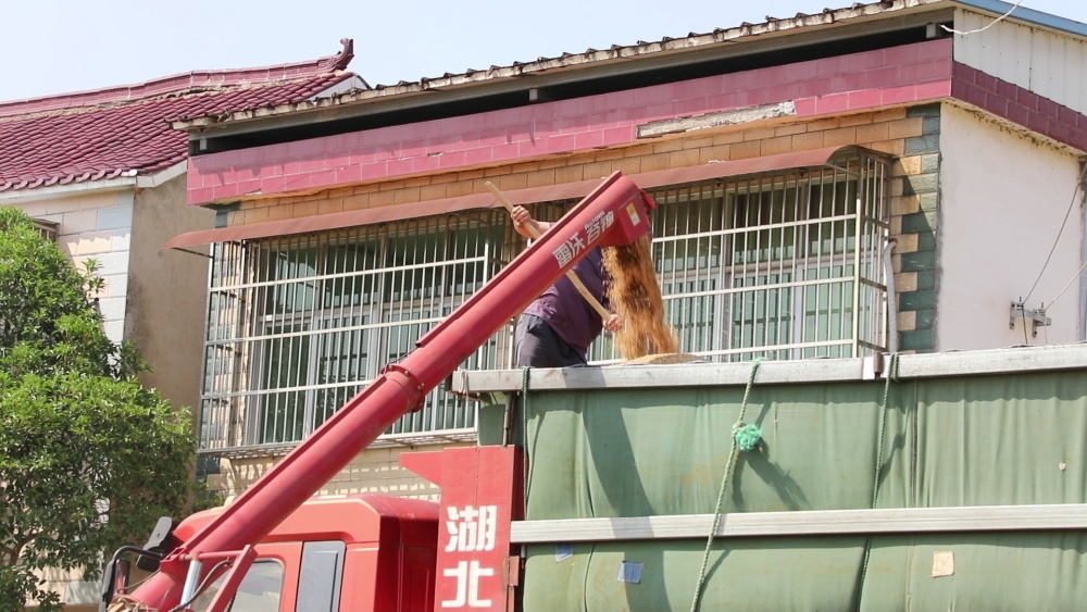 小麥?zhǔn)崭?jpg