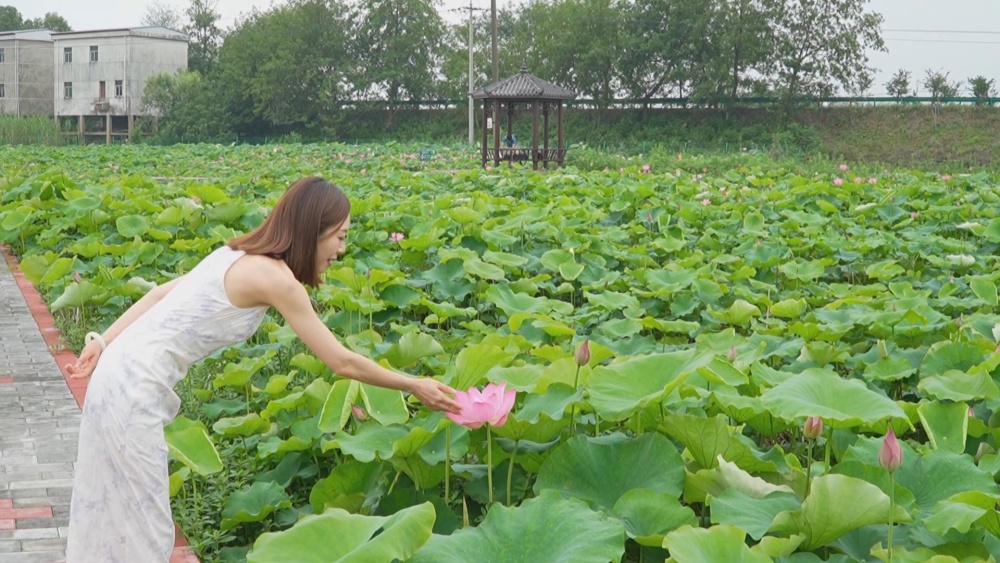 荷花1.jpg