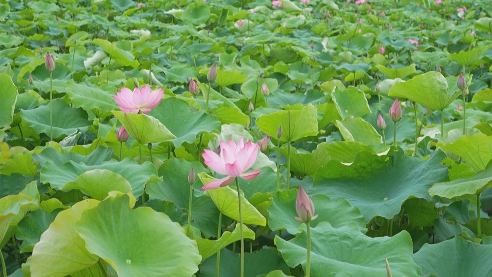 荷花.jpg